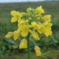 かなりよりみちして撮った菜の花