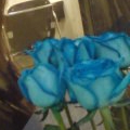 「blue rose」から